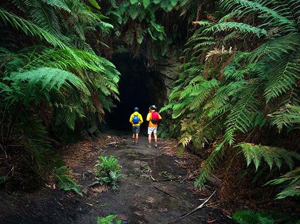 Unveiling the Enchantment of Glow Worm Tunnels
