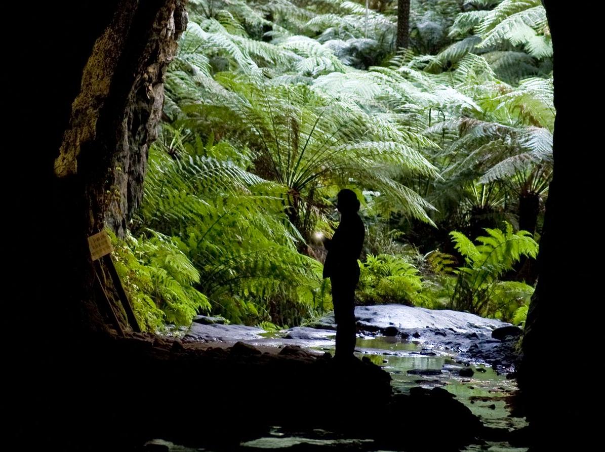 Journey Through the Mesmerizing Glow Worm Tunnels