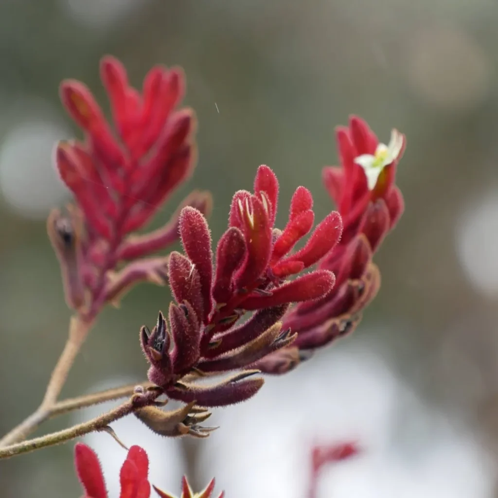 Royal Botanic Gardens