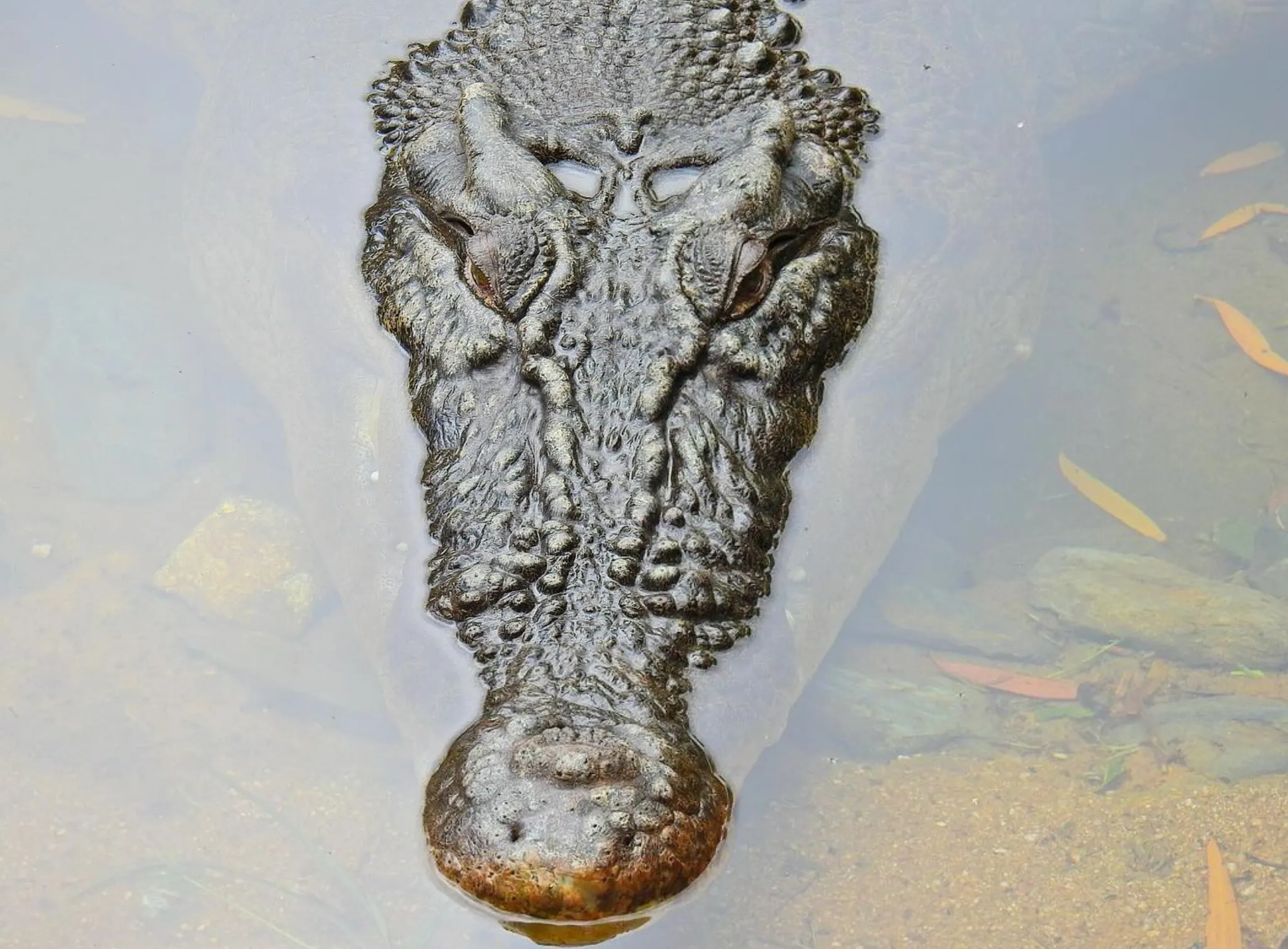 Estuarine and Freshwater Crocs