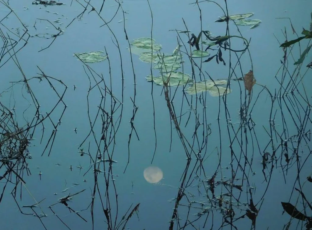 Mamukala Wetlands