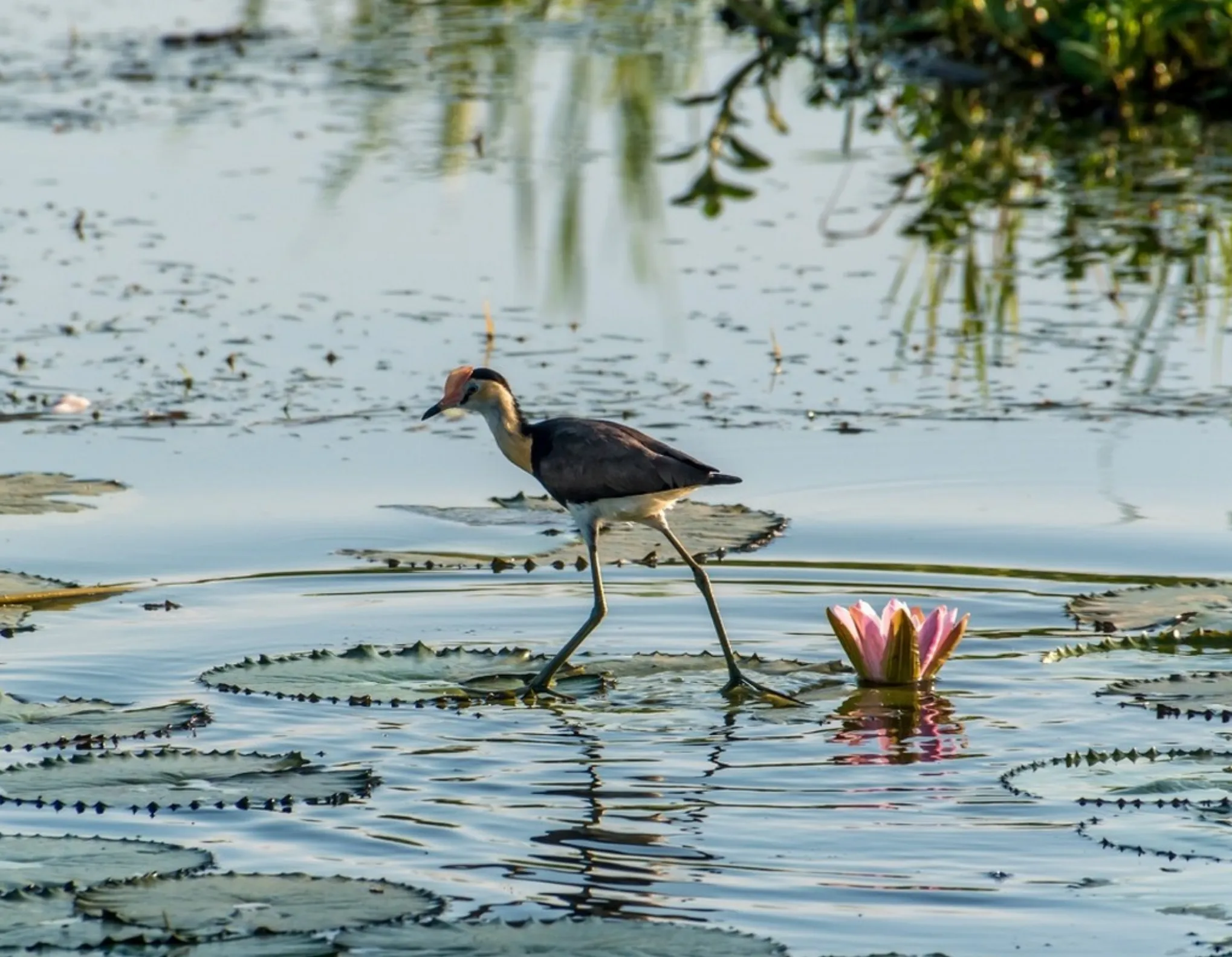 Wildlife Spotting in the Northern Rivers Region of Kakadu