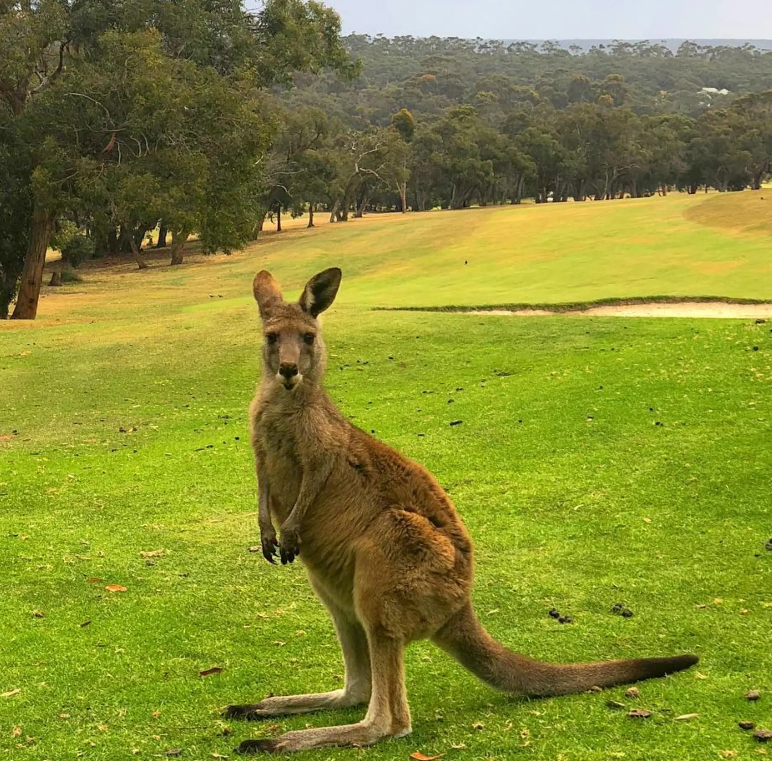 Eastern Grey kangaroos, Anglesea