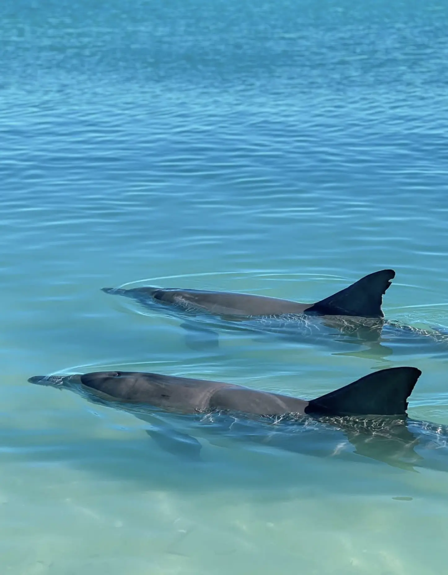 Monkey Mia Dolphins