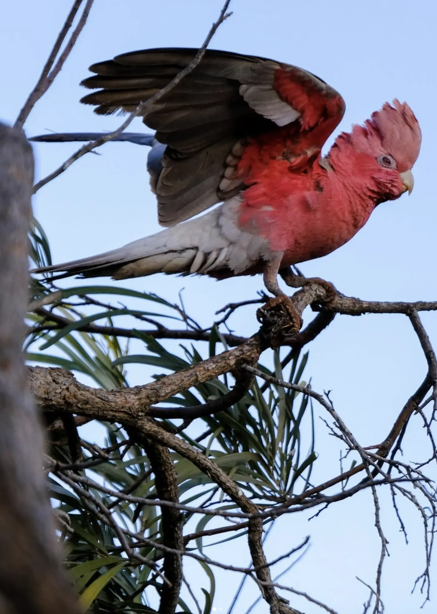 Western Australia Wildlife