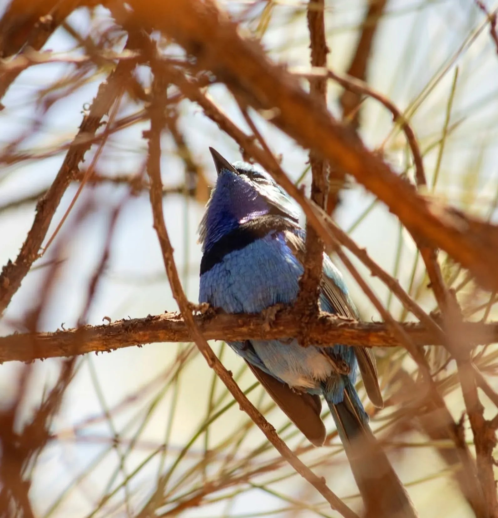 Larapinta Wildlife