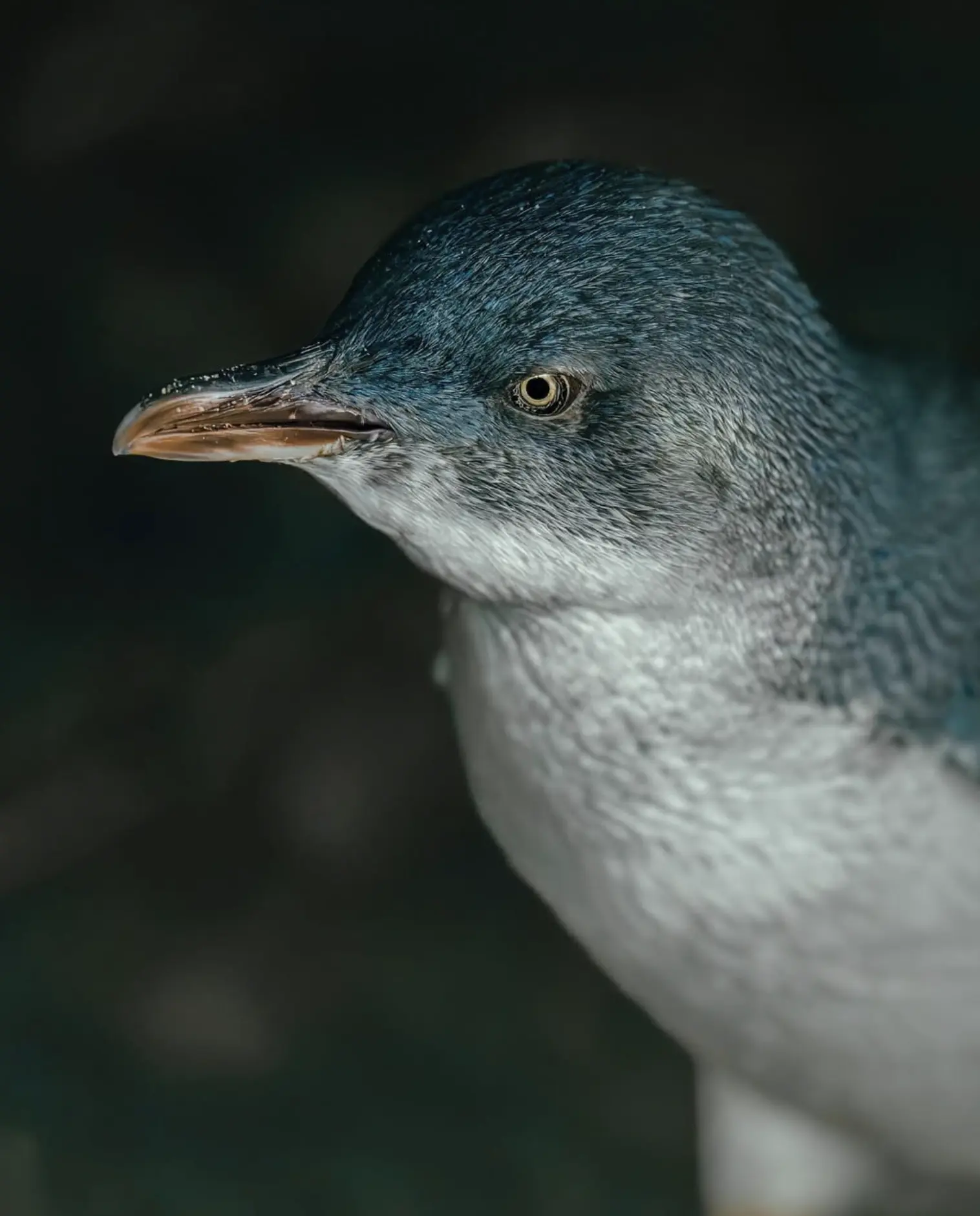 Penguin Parade