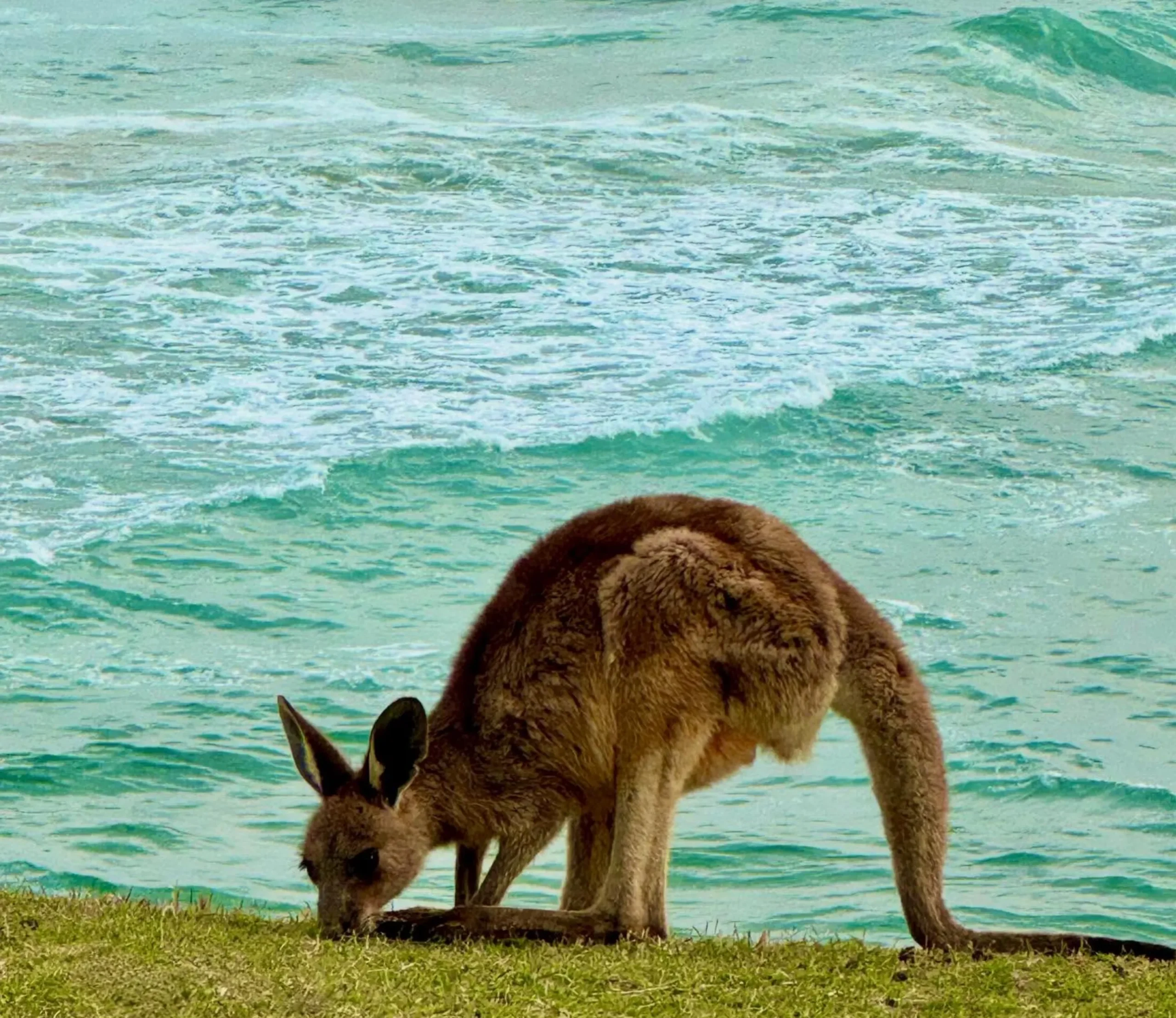 best place to see kangaroos in Sydney