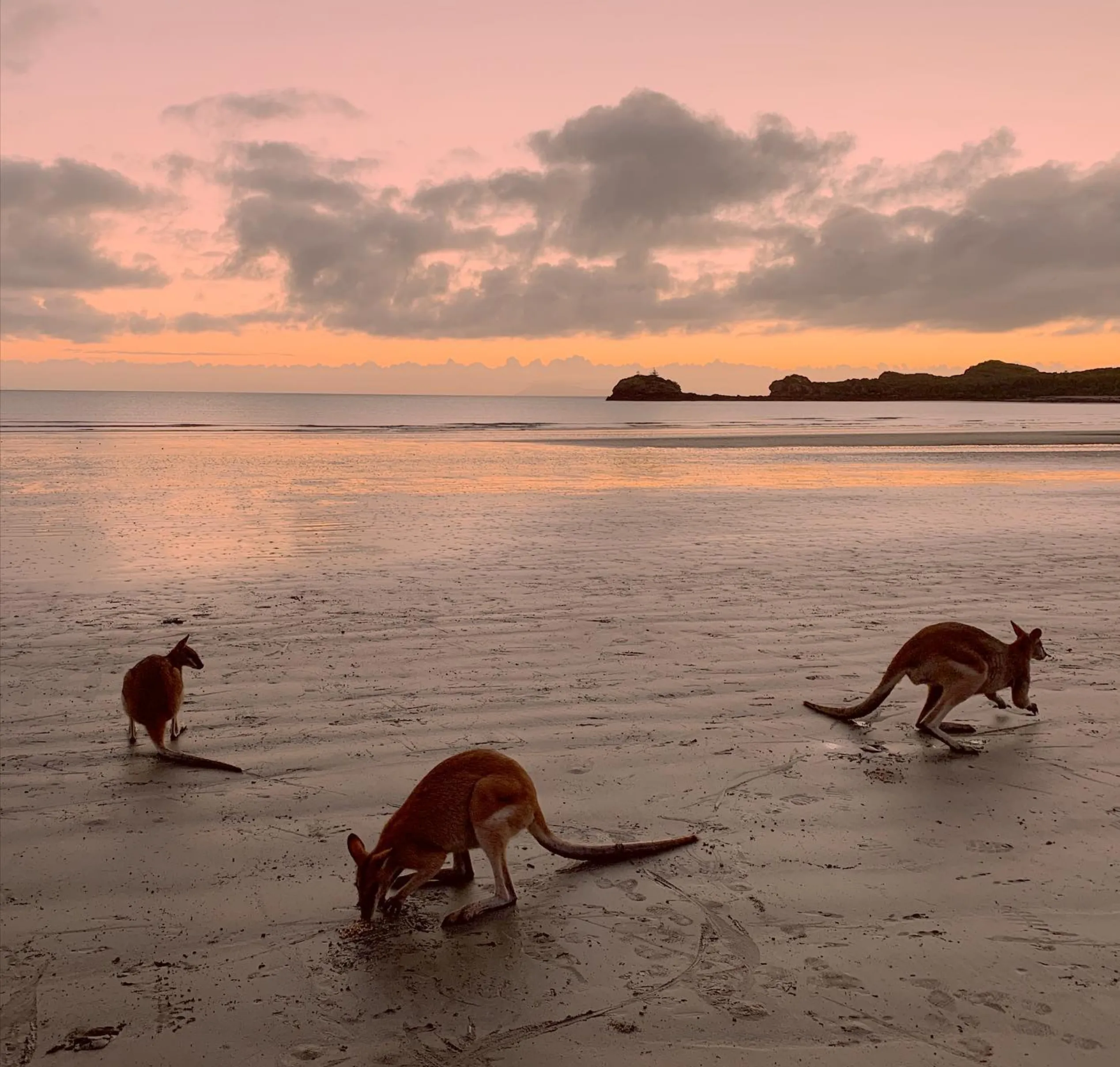 Euroka Clearing kangaroos