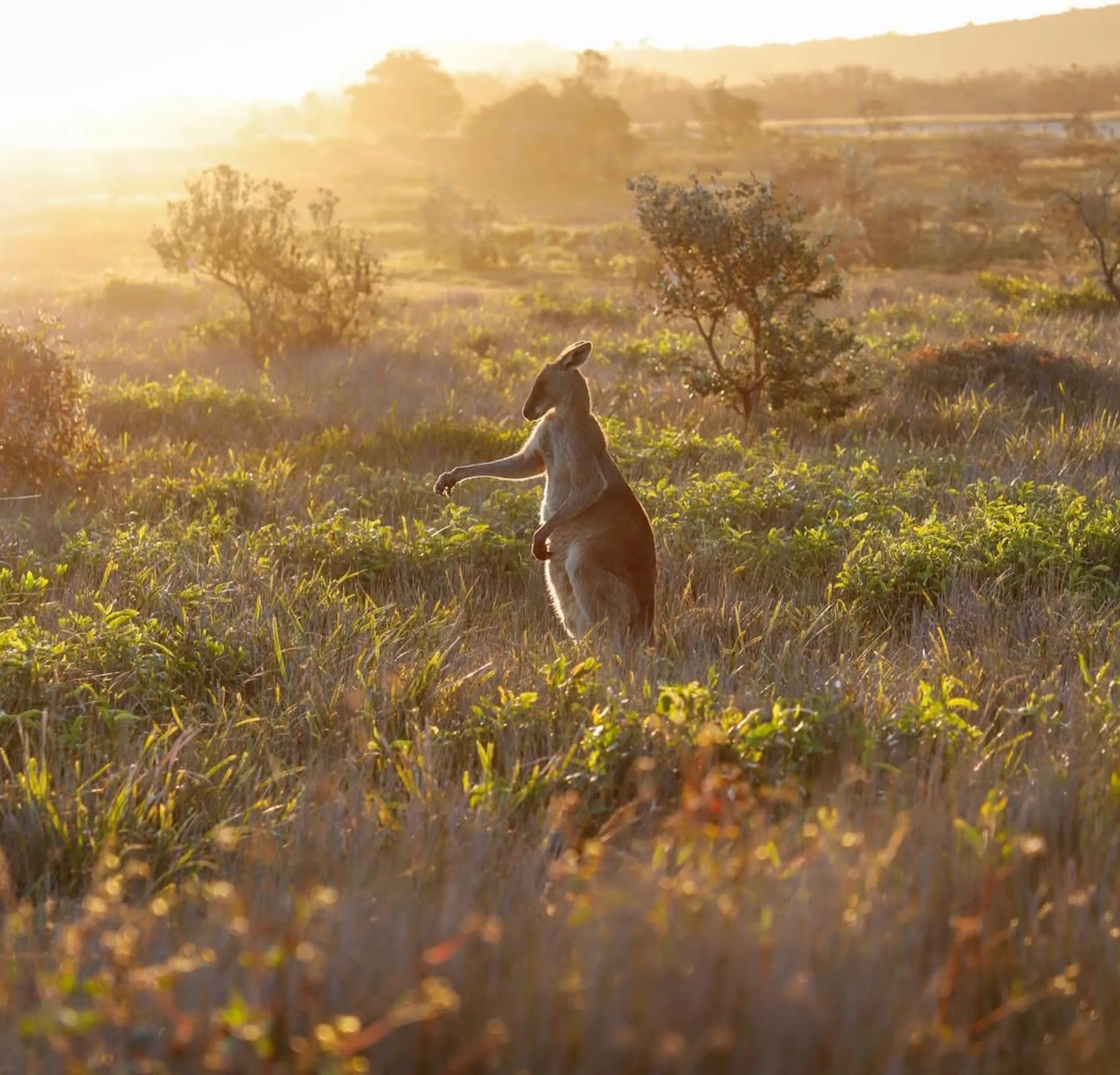 kangaroo spotting Sydney