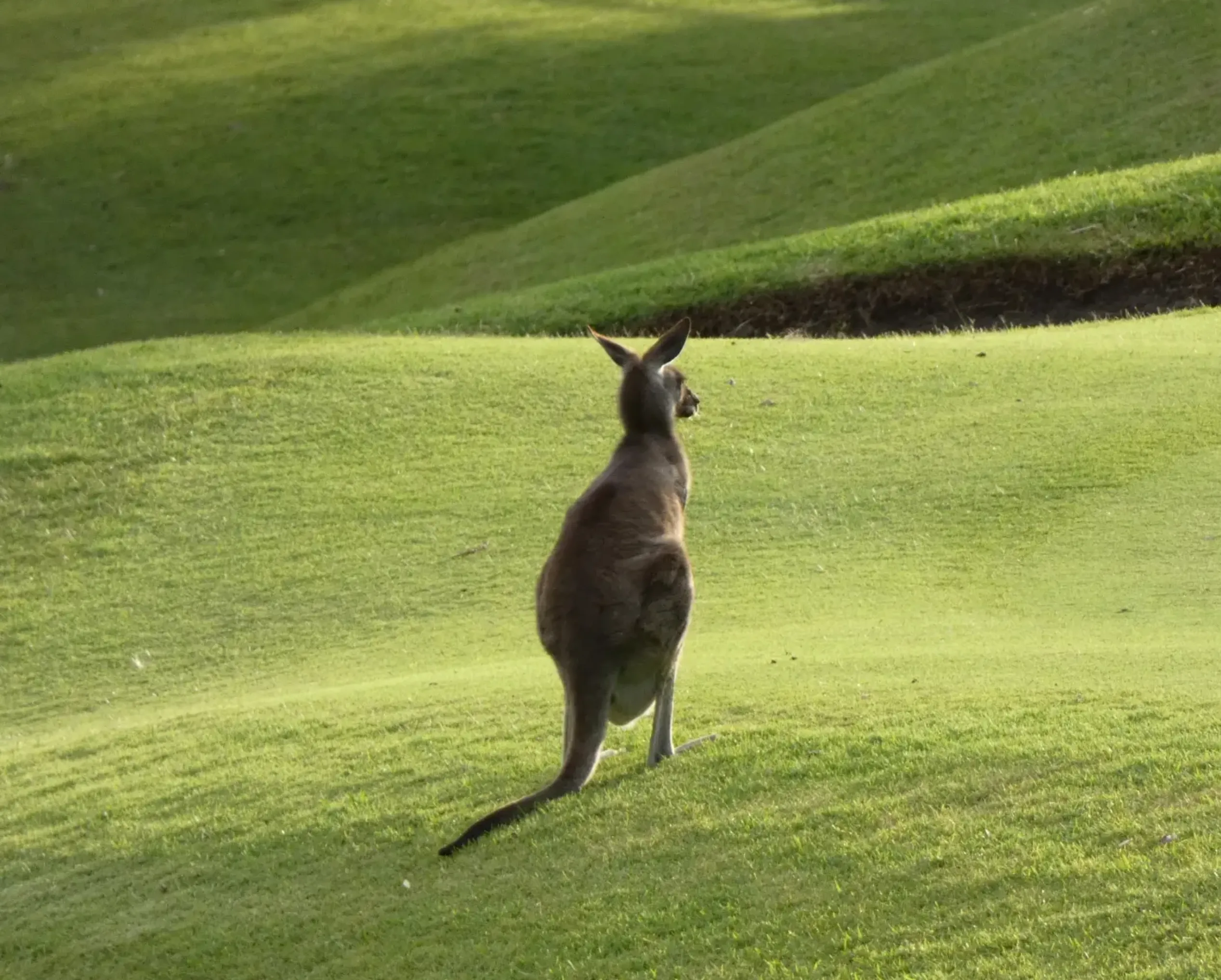 Sydney Olympic Park kangaroos