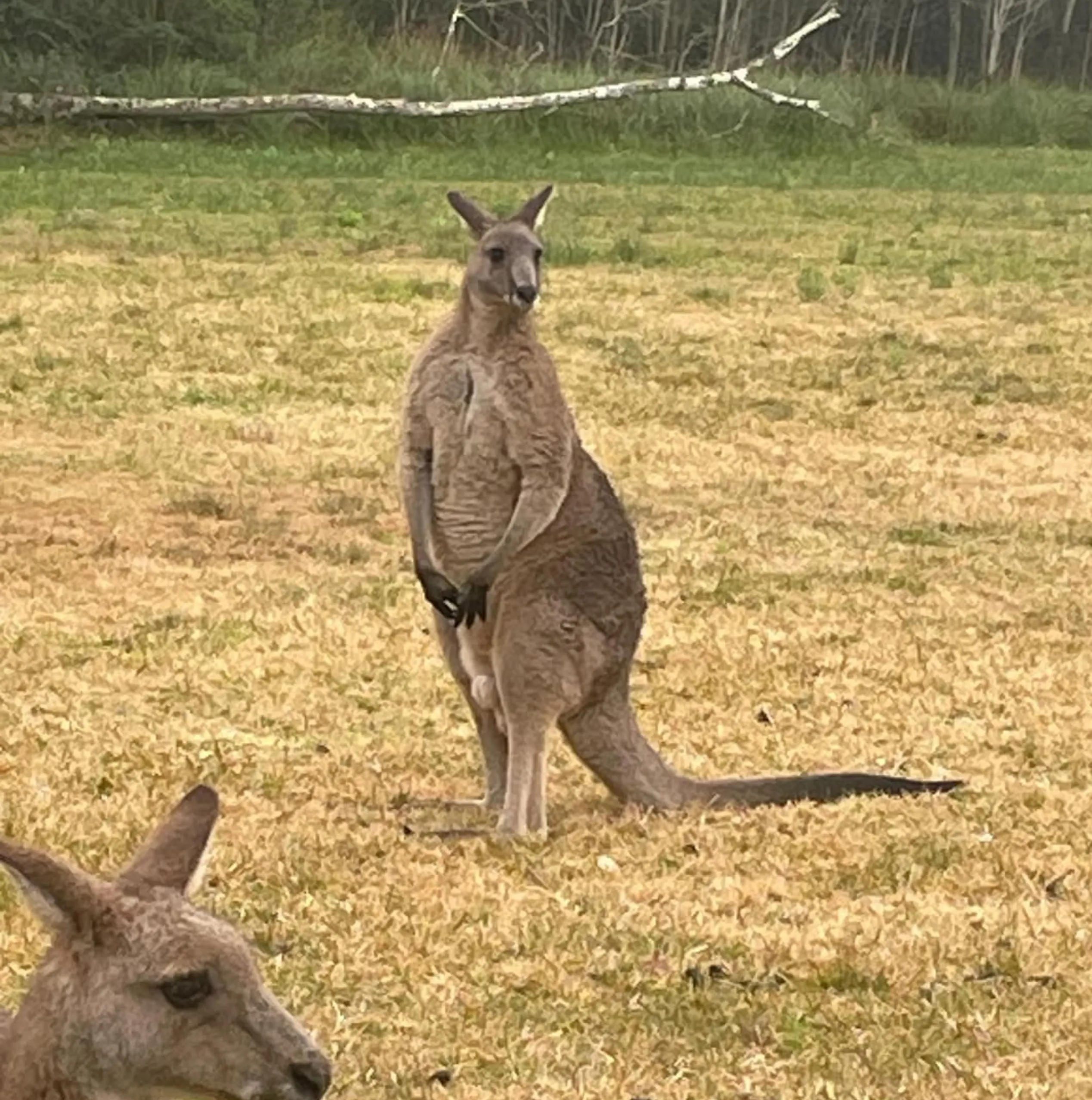 where to see kangaroos near Sydney CBD