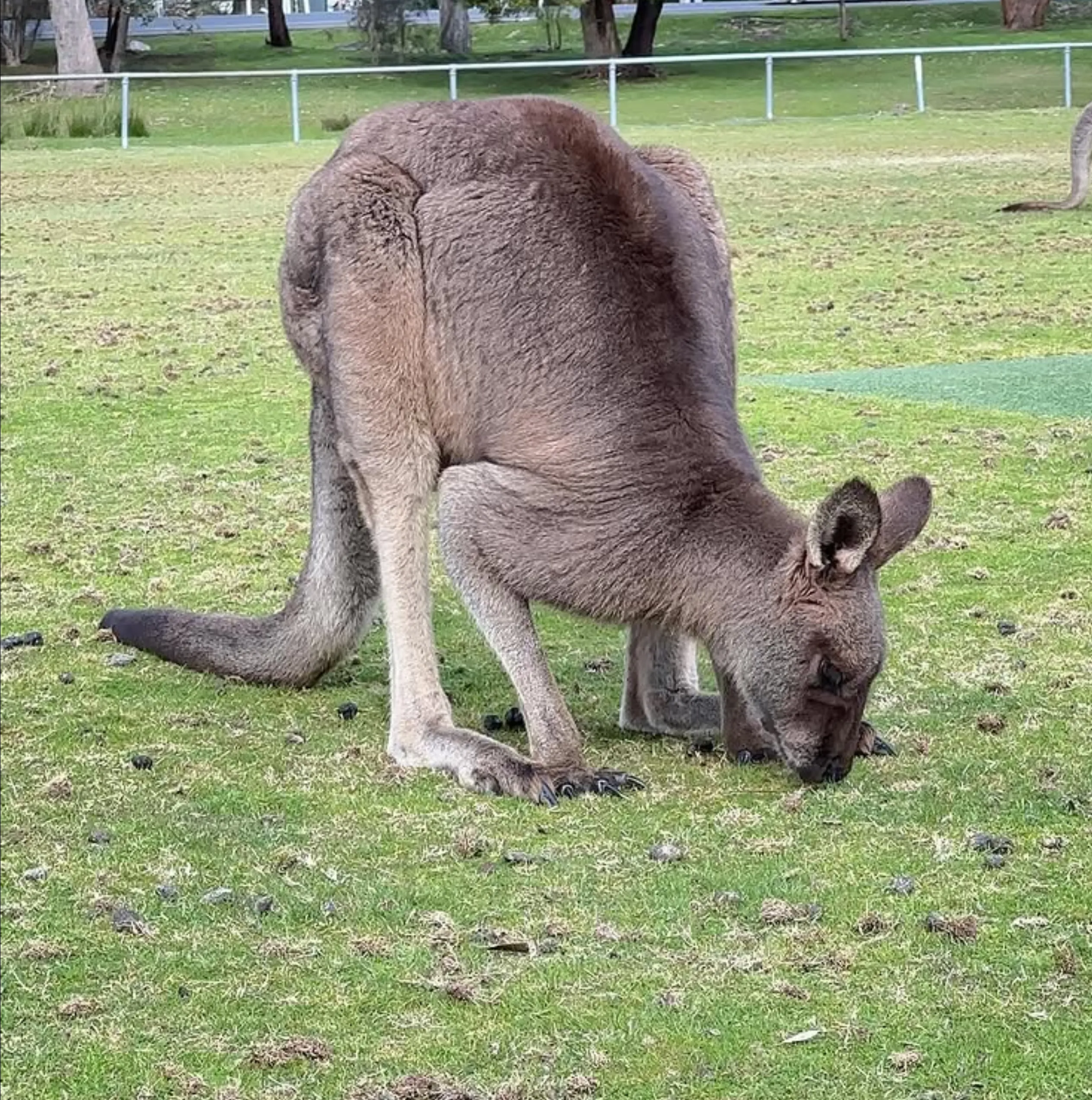 wild kangaroos near Sydney